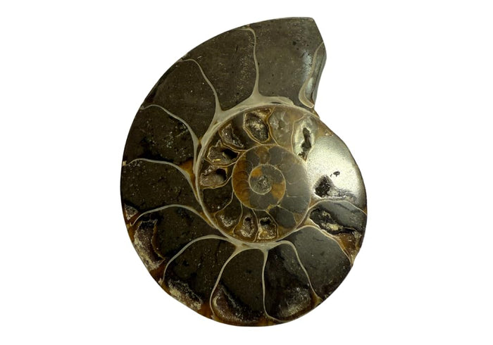 Ammonite Pair (AMN4) - Split & Polished - Madagascar - 3 Inches from DINOSAURS ROCK
