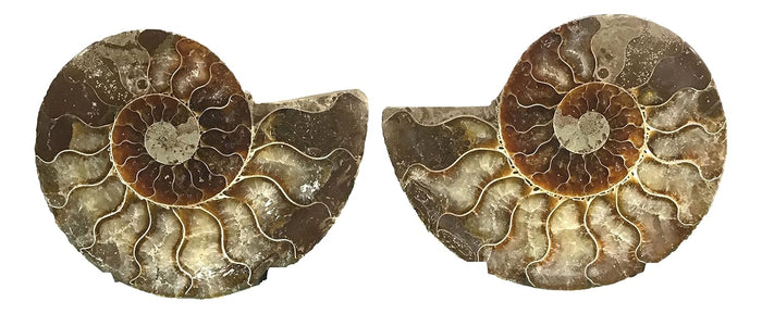 Ammonite Pair (AMN8) - Split & Polished - Madagascar - 3.5 Inches from DINOSAURS ROCK