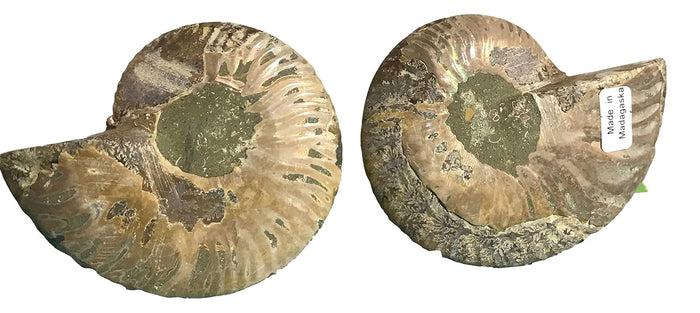 Ammonite Pair (AMN8) - Split & Polished - Madagascar - 3.5 Inches from DINOSAURS ROCK