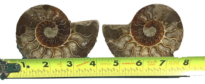 Ammonite Pair (AMN8) - Split & Polished - Madagascar - 3.5 Inches from DINOSAURS ROCK