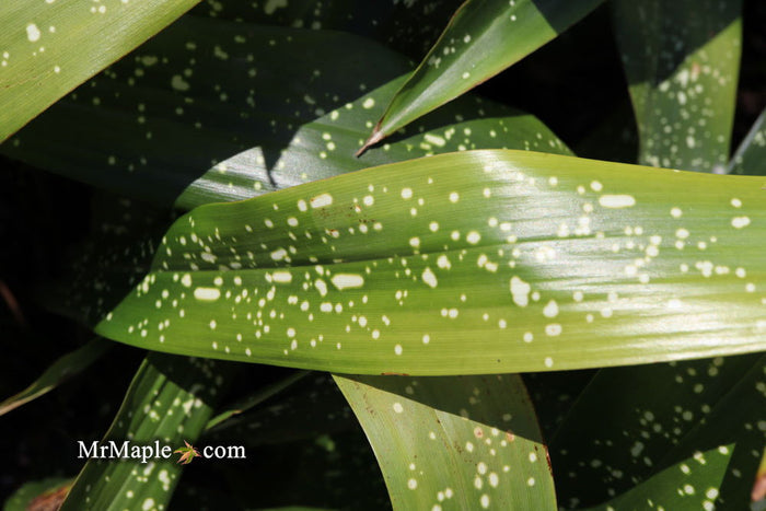 - Aspidistra elatior 'Spektacular' Cast Iron Plant - Mr Maple │ Buy Japanese Maple Trees