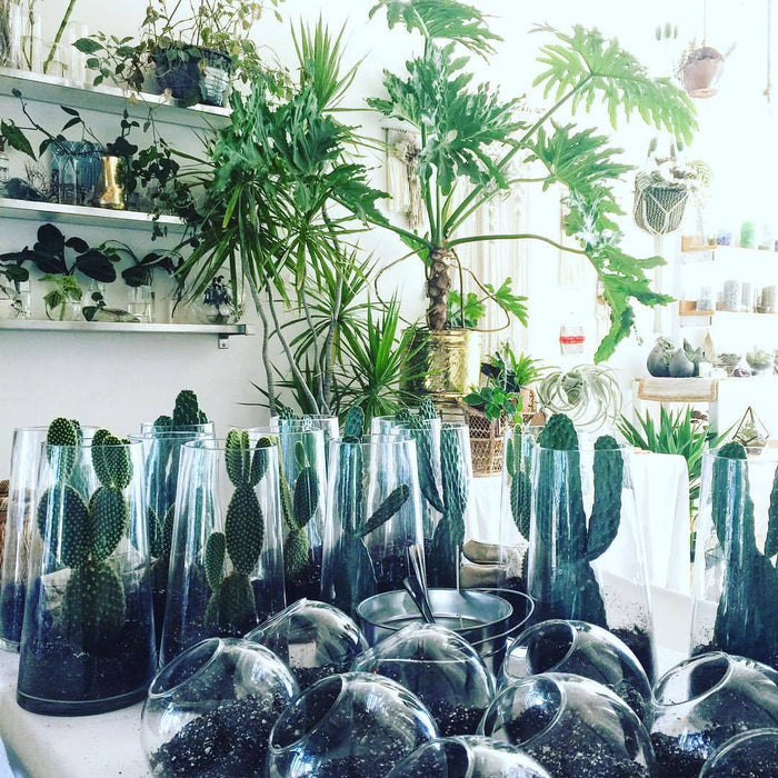 Ava’s Farewell Plant Party