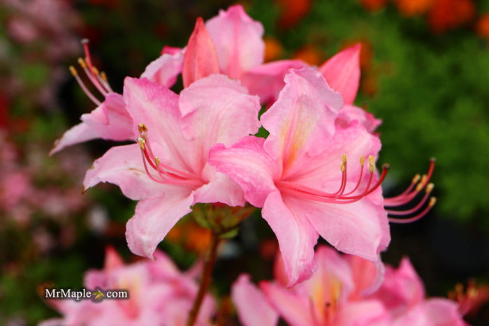 - Azalea 'Candy Lights’ Pink Flowers Deciduous Azalea - Mr Maple │ Buy Japanese Maple Trees
