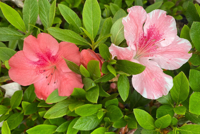 - Azalea 'Cavendish’ Southern Indica Azalea - Mr Maple │ Buy Japanese Maple Trees
