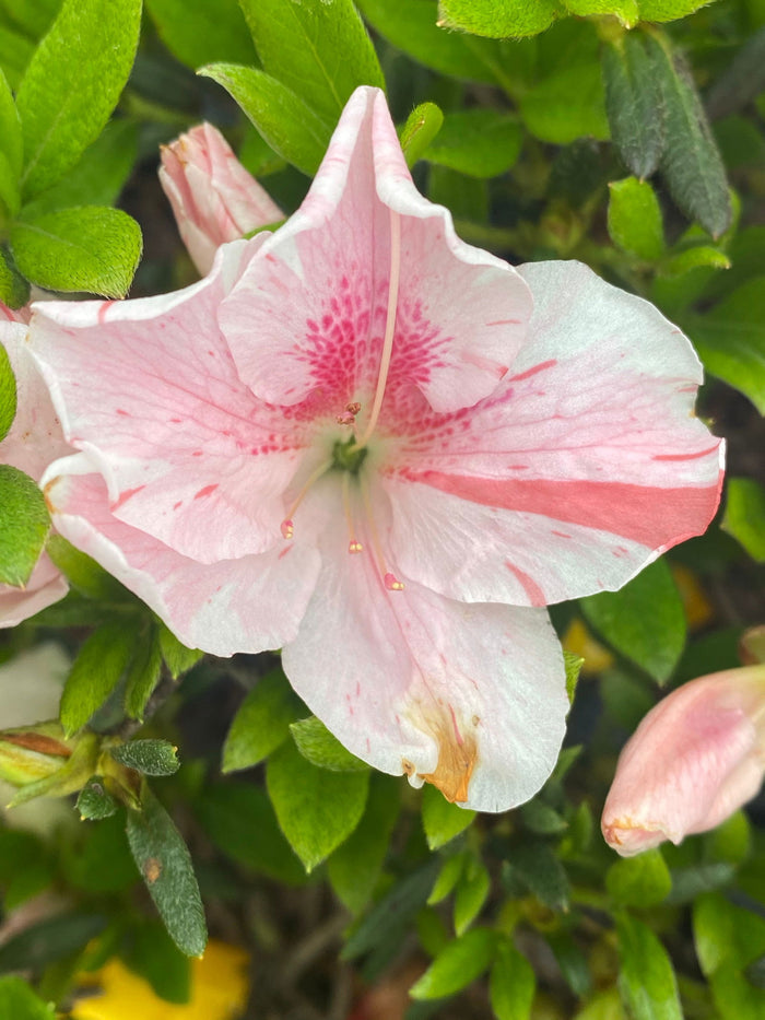 - Azalea 'Cavendish’ Southern Indica Azalea - Mr Maple │ Buy Japanese Maple Trees