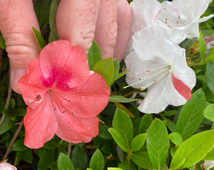 - Azalea 'Cavendish’ Southern Indica Azalea - Mr Maple │ Buy Japanese Maple Trees