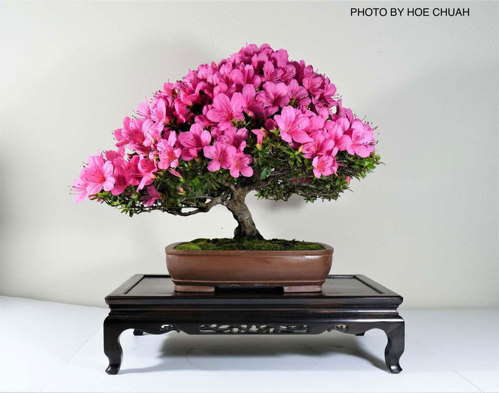 - Azalea 'Chinzan’ Deep Pink Flowering Satsuki Azalea - Mr Maple │ Buy Japanese Maple Trees