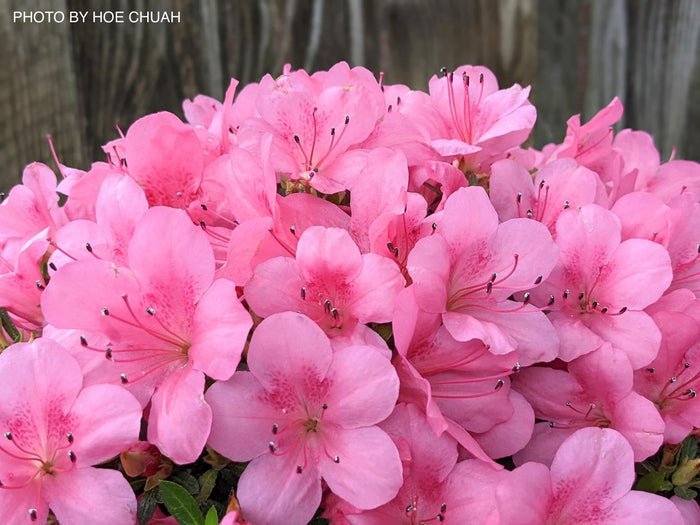 - Azalea 'Chinzan’ Deep Pink Flowering Satsuki Azalea - Mr Maple │ Buy Japanese Maple Trees