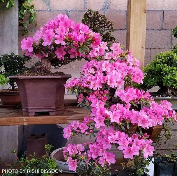 - Azalea 'Chinzan’ Deep Pink Flowering Satsuki Azalea - Mr Maple │ Buy Japanese Maple Trees
