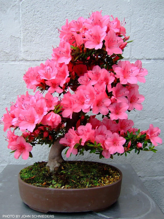 - Azalea 'Chinzan’ Deep Pink Flowering Satsuki Azalea - Mr Maple │ Buy Japanese Maple Trees