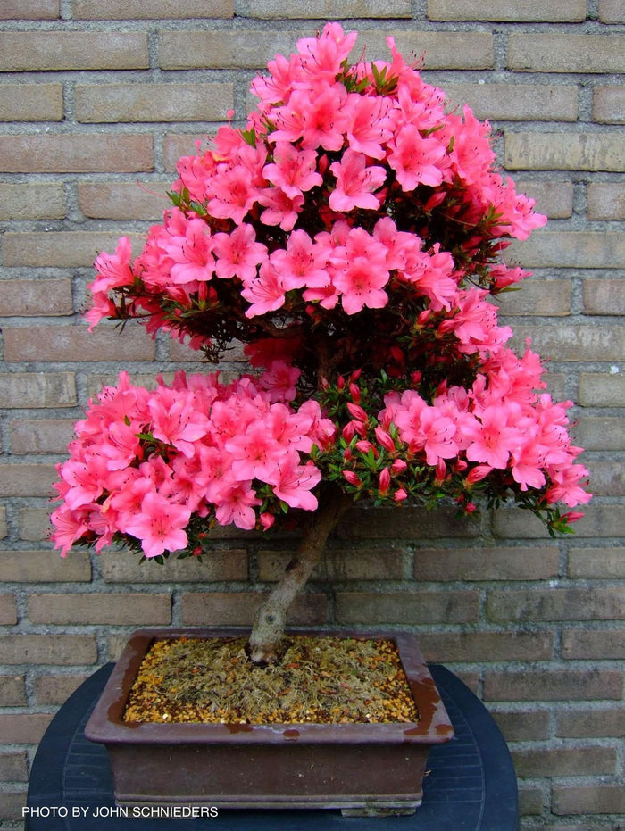 - Azalea 'Chinzan’ Deep Pink Flowering Satsuki Azalea - Mr Maple │ Buy Japanese Maple Trees