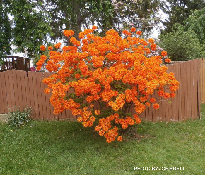- Azalea 'Gibraltar’ Orange Flowers Deciduous Azalea - Mr Maple │ Buy Japanese Maple Trees
