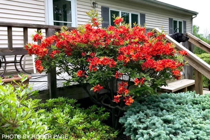 - Azalea 'Gibraltar’ Orange Flowers Deciduous Azalea - Mr Maple │ Buy Japanese Maple Trees