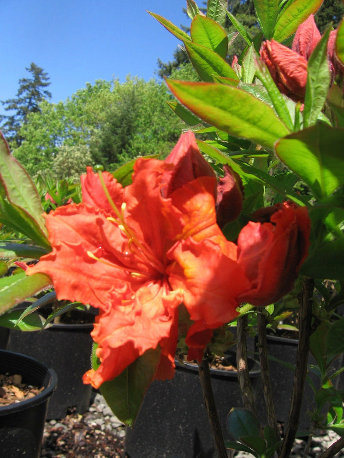 - Azalea 'Gibraltar’ Orange Flowers Deciduous Azalea - Mr Maple │ Buy Japanese Maple Trees