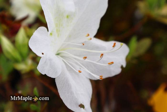 - Azalea 'Irish Cream’ Holly Springs White Azalea - Mr Maple │ Buy Japanese Maple Trees