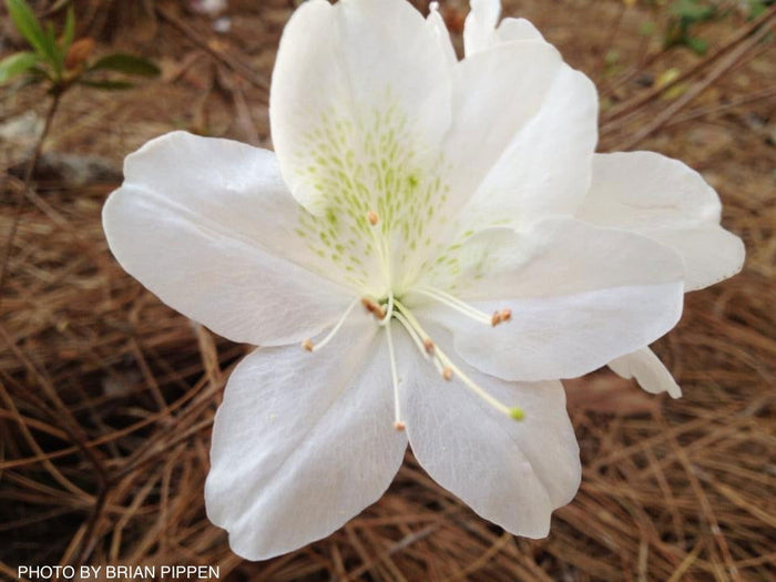- Azalea 'Irish Cream’ Holly Springs White Azalea - Mr Maple │ Buy Japanese Maple Trees