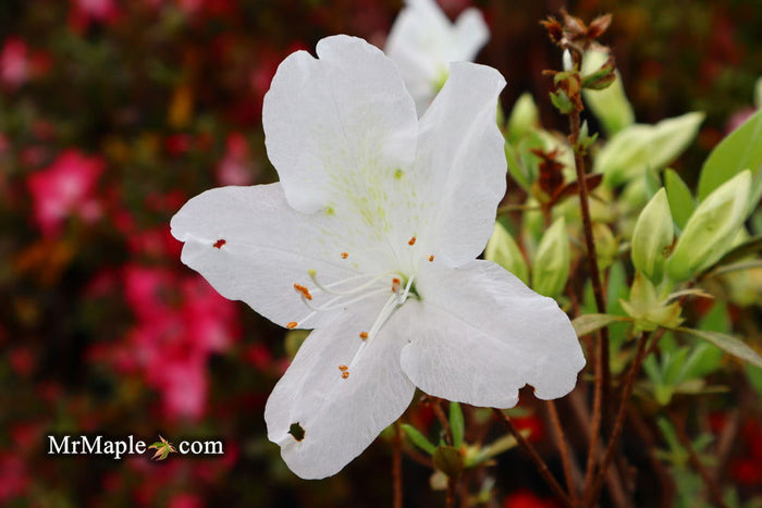 - Azalea 'Irish Cream’ Holly Springs White Azalea - Mr Maple │ Buy Japanese Maple Trees