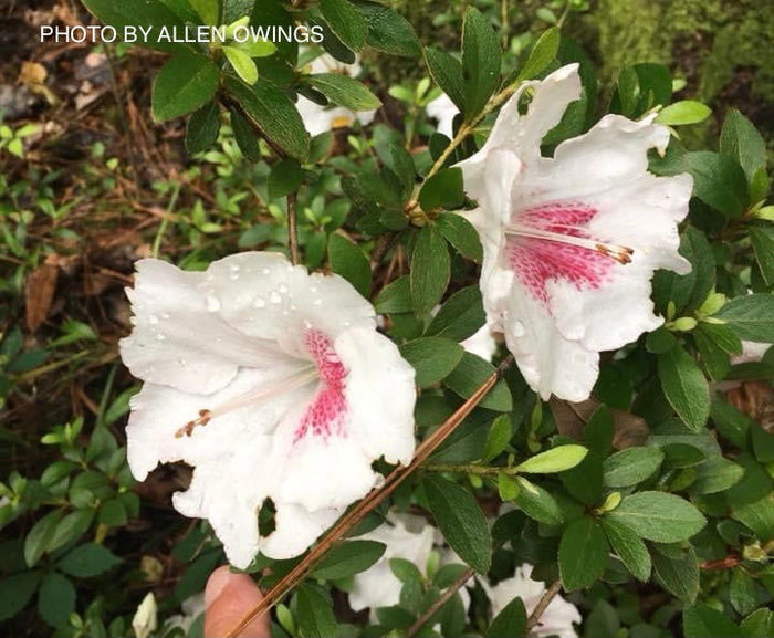 - Azalea 'Johga’ Satsuki Azalea - Mr Maple │ Buy Japanese Maple Trees