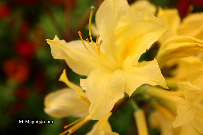 - Azalea 'Lemon Lights’ Yellow Flowers Deciduous Azalea - Mr Maple │ Buy Japanese Maple Trees