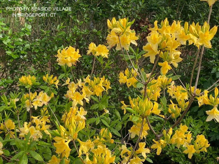 - Azalea 'Lemon Lights’ Yellow Flowers Deciduous Azalea - Mr Maple │ Buy Japanese Maple Trees