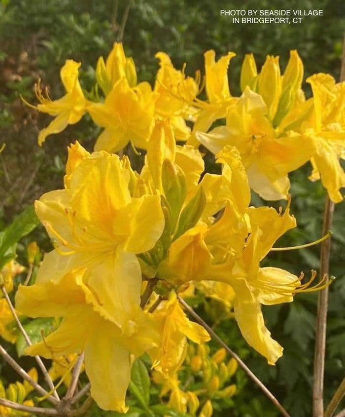 - Azalea 'Lemon Lights’ Yellow Flowers Deciduous Azalea - Mr Maple │ Buy Japanese Maple Trees