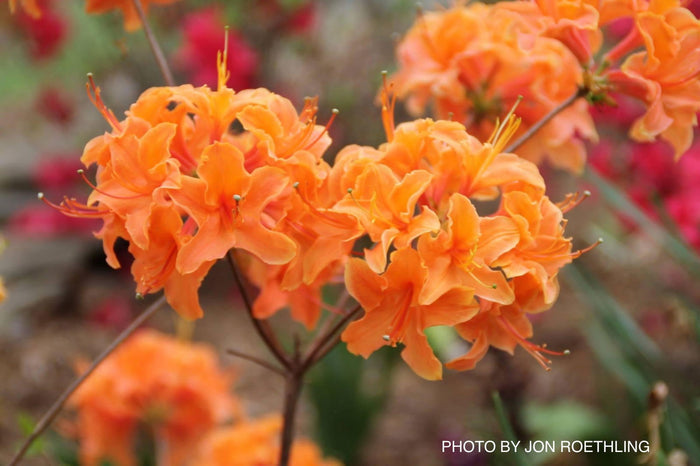 - Azalea 'Mandarin Lights’ Orange Flowers Deciduous Azalea - Mr Maple │ Buy Japanese Maple Trees