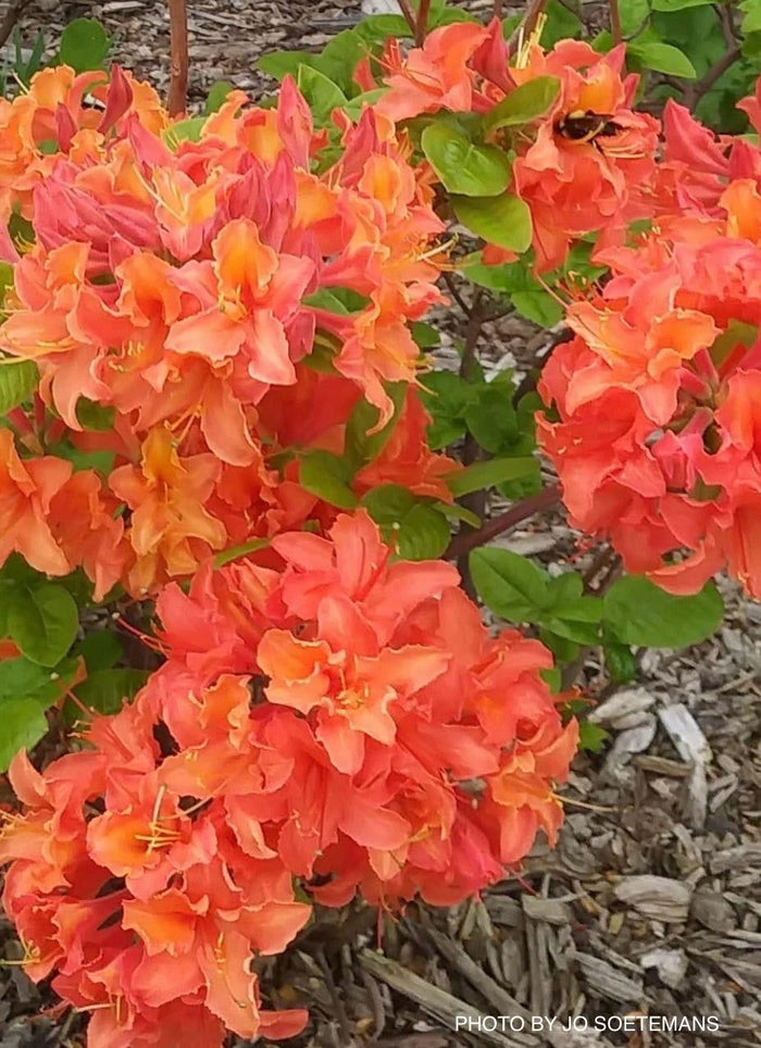 - Azalea 'Mandarin Lights’ Orange Flowers Deciduous Azalea - Mr Maple │ Buy Japanese Maple Trees