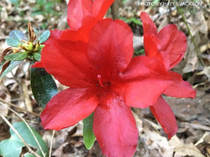 - Azalea 'Midnight Flare’ Red Flowering Harris Azalea - Mr Maple │ Buy Japanese Maple Trees