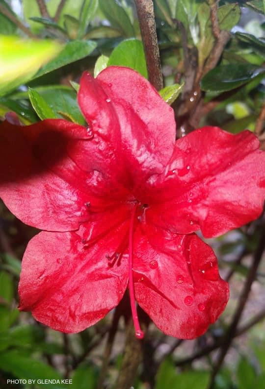 - Azalea 'Midnight Flare’ Red Flowering Harris Azalea - Mr Maple │ Buy Japanese Maple Trees