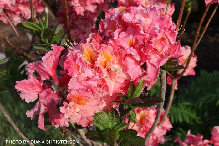 - Azalea 'Pink-A-Boo’ Pink Flowers Deciduous Azalea - Mr Maple │ Buy Japanese Maple Trees