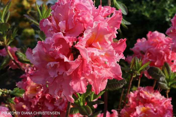 - Azalea 'Pink-A-Boo’ Pink Flowers Deciduous Azalea - Mr Maple │ Buy Japanese Maple Trees