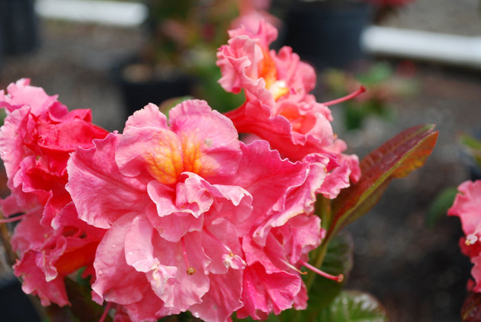 - Azalea 'Pink-A-Boo’ Pink Flowers Deciduous Azalea - Mr Maple │ Buy Japanese Maple Trees