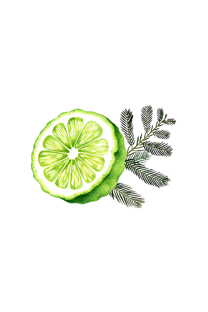 Rustic Strength - botanical image of a cut bergamot citrus with a cypress branch representing Bergamot Cypress scent