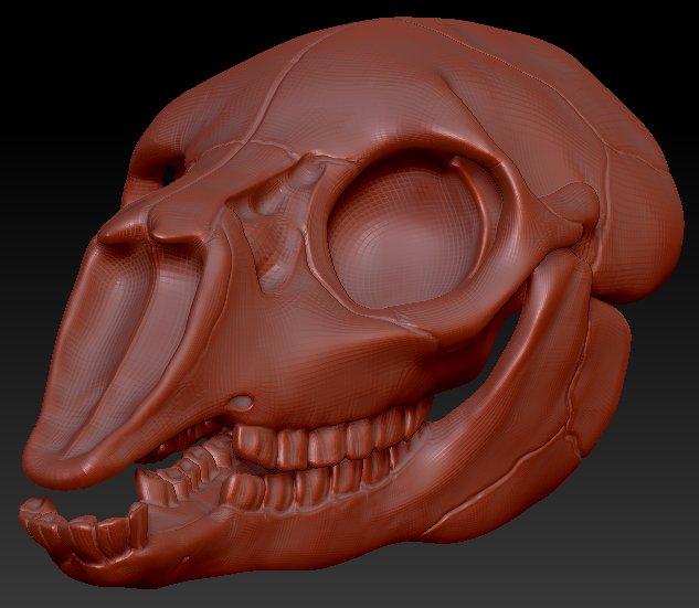 Bovine/Cervine Skull