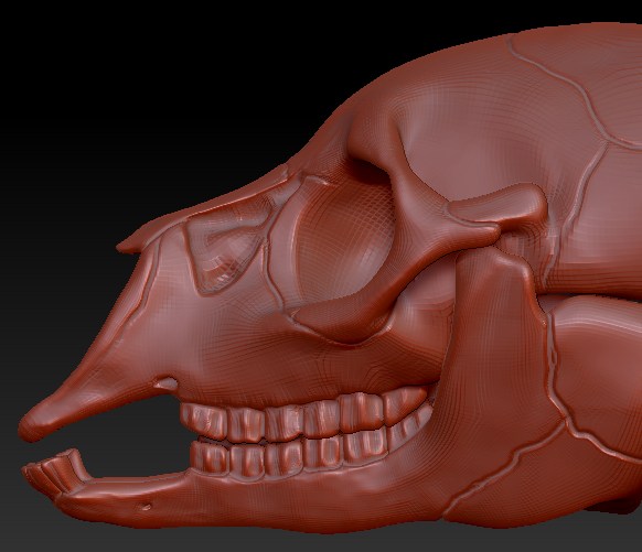 Bovine/Cervine Skull