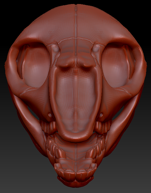 Bovine/Cervine Skull