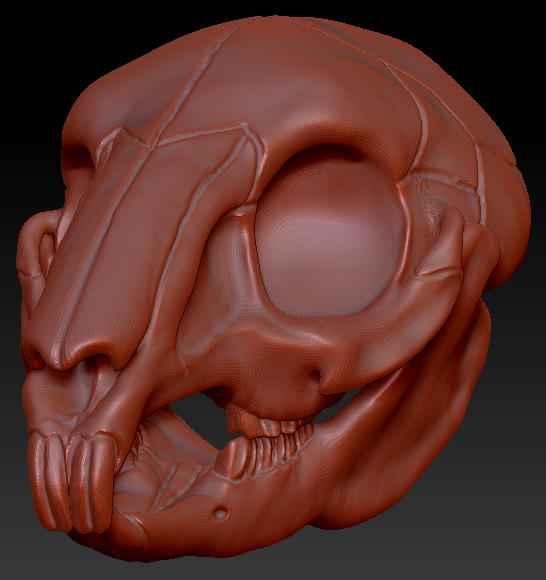 Bunny/Rodent Skull