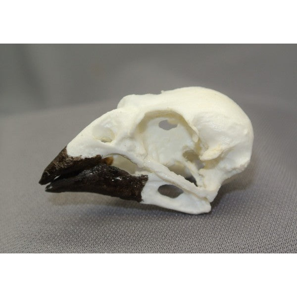 Cactus Finch Male Skull - dinosaursrocksuperstore