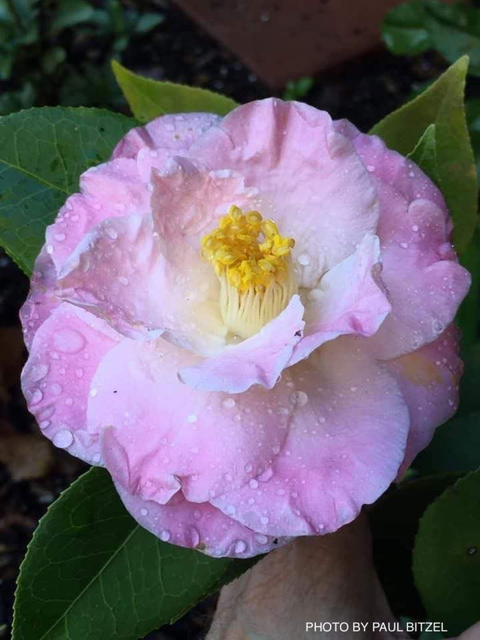 - Camellia japonica 'April Remembered' Double Pink Camellia - Mr Maple │ Buy Japanese Maple Trees