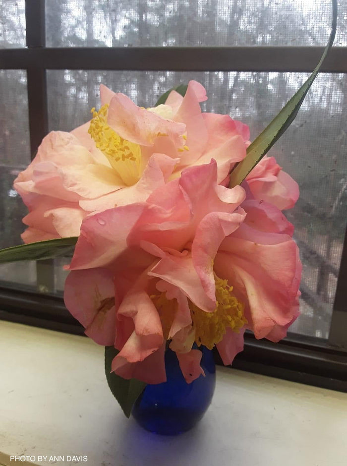 - Camellia japonica 'April Remembered' Double Pink Camellia - Mr Maple │ Buy Japanese Maple Trees