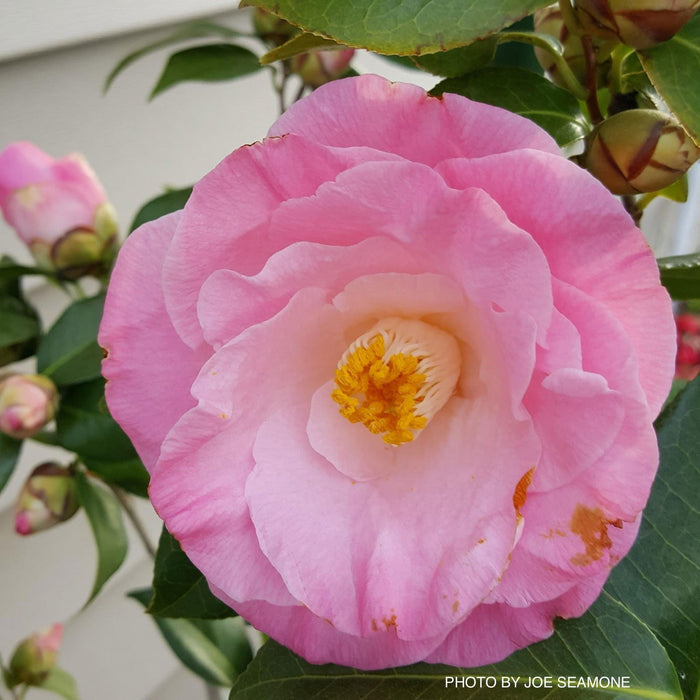 - Camellia japonica 'April Remembered' Double Pink Camellia - Mr Maple │ Buy Japanese Maple Trees