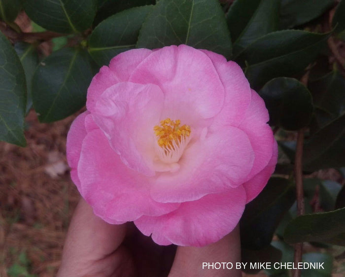 - Camellia japonica 'April Remembered' Double Pink Camellia - Mr Maple │ Buy Japanese Maple Trees