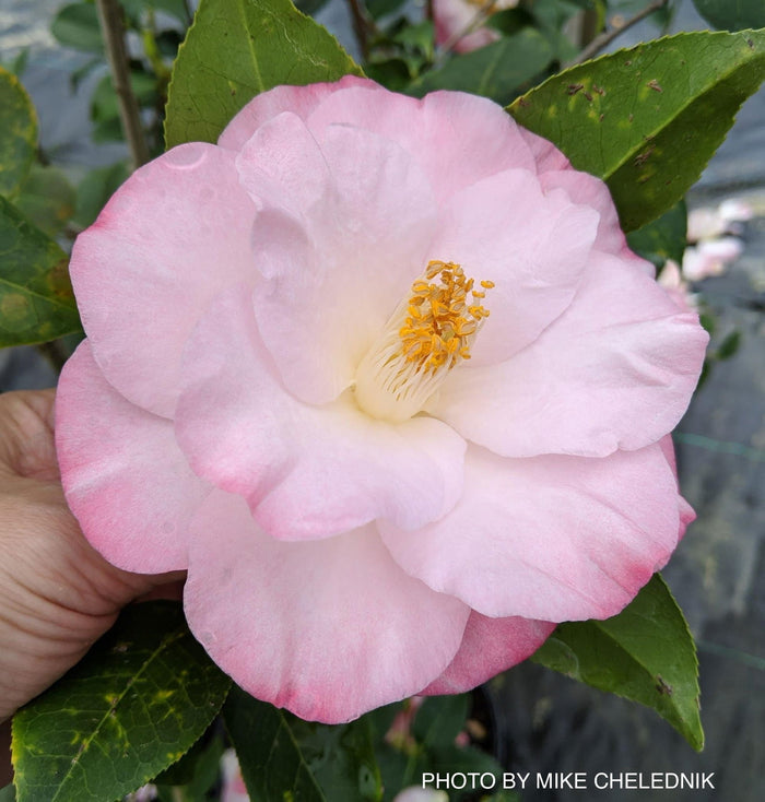 - Camellia japonica 'April Remembered' Double Pink Camellia - Mr Maple │ Buy Japanese Maple Trees