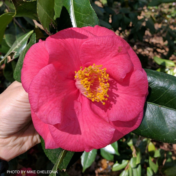 - Camellia japonica 'Gunsmoke' Red Large Flowering Camellia - Mr Maple │ Buy Japanese Maple Trees