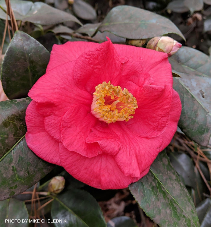 - Camellia japonica 'Gunsmoke' Red Large Flowering Camellia - Mr Maple │ Buy Japanese Maple Trees