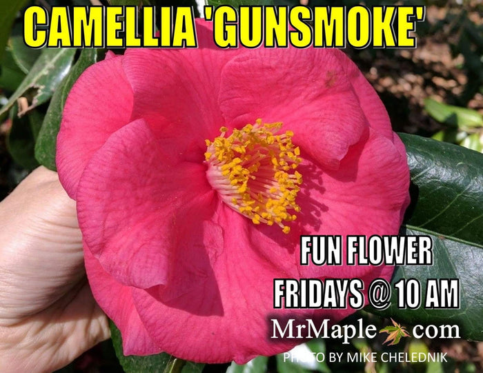 - Camellia japonica 'Gunsmoke' Red Large Flowering Camellia - Mr Maple │ Buy Japanese Maple Trees