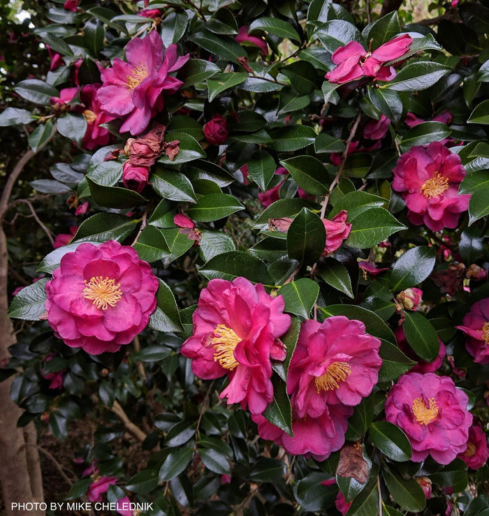 - Camellia sasanqua 'Kanjiro' Pink Flowering Camellia - Mr Maple │ Buy Japanese Maple Trees