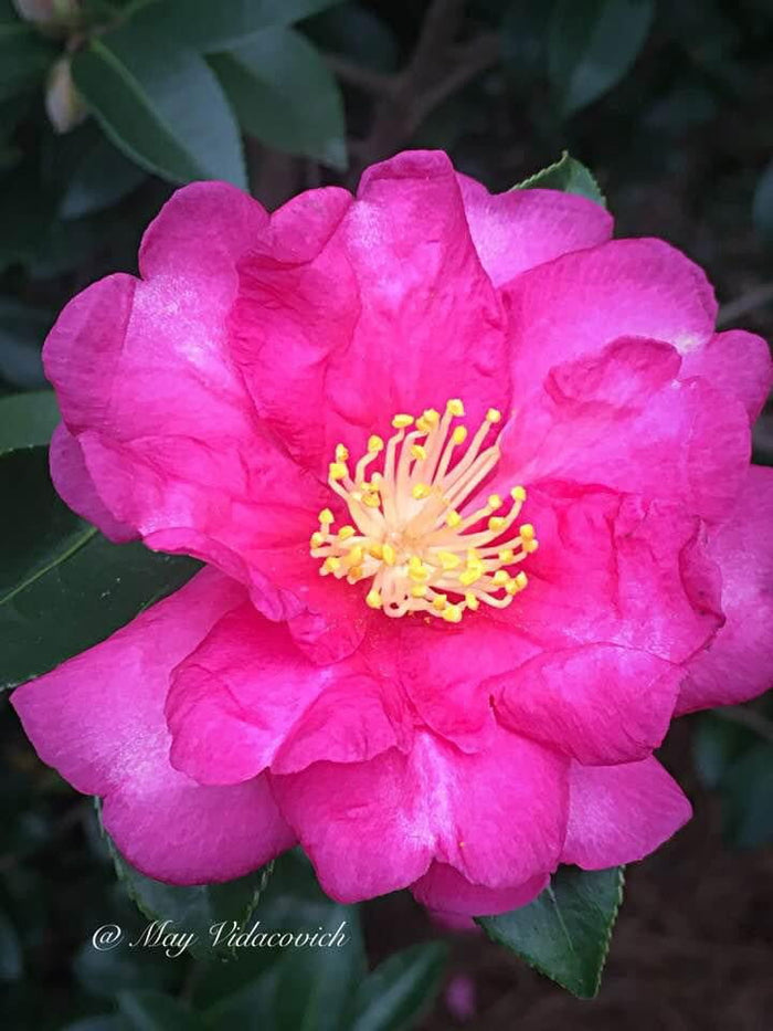 - Camellia sasanqua 'Kanjiro' Pink Flowering Camellia - Mr Maple │ Buy Japanese Maple Trees