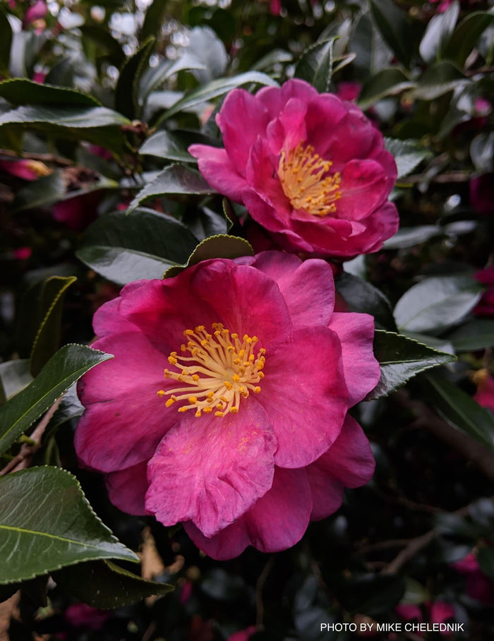 - Camellia sasanqua 'Kanjiro' Pink Flowering Camellia - Mr Maple │ Buy Japanese Maple Trees