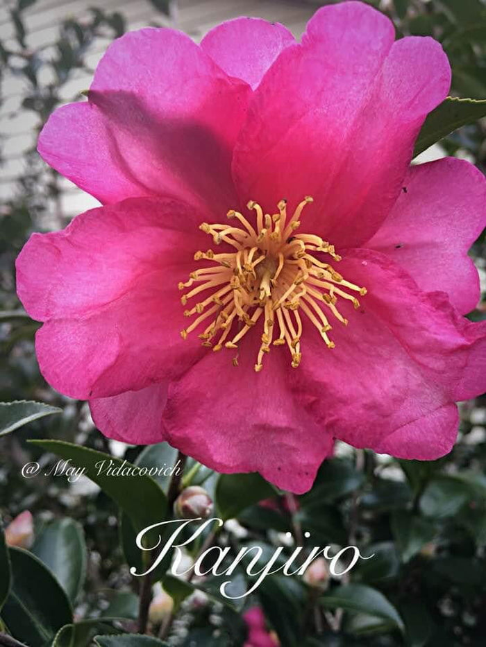 - Camellia sasanqua 'Kanjiro' Pink Flowering Camellia - Mr Maple │ Buy Japanese Maple Trees